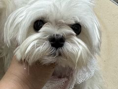 -鑫艺宠物美容培训学校