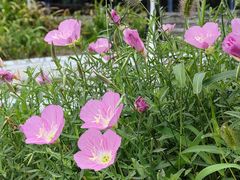 -九里河湿地公园