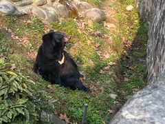 -都江堰中华大熊猫苑