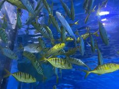 -太平洋海底世界