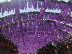 -婺源梦里老家大型山水实景演出