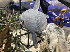 -国家自然博物馆