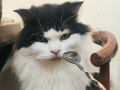 -楼上猫咖(罗湖店)