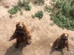 -新疆天山野生动物园