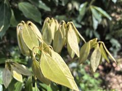 -上海佘山国家森林公园天马山园