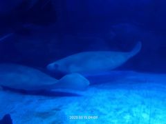 -烟台海昌鲸鲨海洋公园