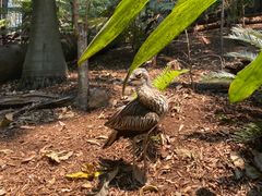 -可伦宾野生动物保护区