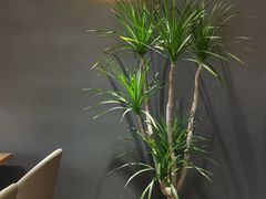 -初花·日本料理