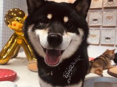 -柴务处·柴犬主题狗咖