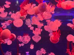 -杭州长乔极地海洋公园