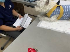 -爱侣宠医·鹦鹉专科·小型哺乳类·异宠专科(灵石路店)