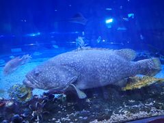 -华夏文旅海洋公园