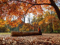 -上海共青森林公园