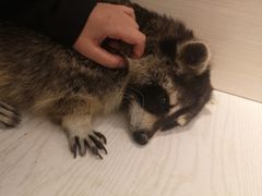 -浣熊柯尔鸭土拨鼠·电玩咖