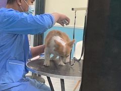 -天宠宠物医院24小时·急重症诊疗中心·全科·腔镜特色(和平分院)