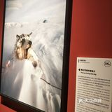 成都展览ㄧ国家地理经典摄影大展–西南首展