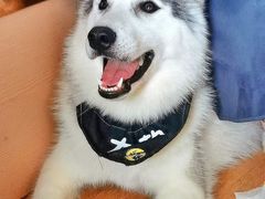 -Husky Go! 哈士奇体验馆·宠物咖啡厅狗咖