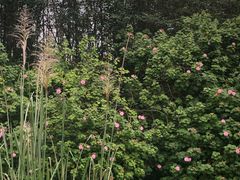 -白鹭湾湿地公园