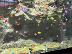 -苏州海洋馆