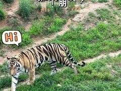 -西霞口神雕山野生动物世界