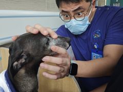 -北京观赏动物医院·24小时大型综合·猫专科·异宠专科