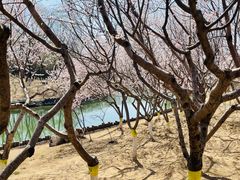 -大兴滨河森林公园