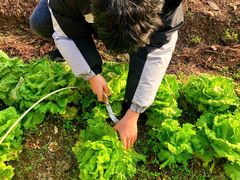 -前小桔亲子创意农场·草莓采摘·露营烧烤