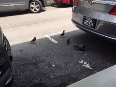-正正文志记猪什汤