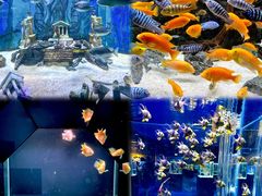-海合安天津极地海洋公园