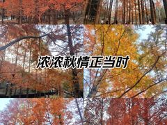 -白水寺森林公园