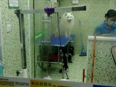 -瑞鹏·疫苗·绝育·宠物医院(金沙洲店)