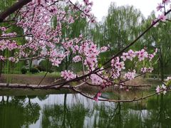 -九里河湿地公园