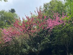 -杭州半山国家森林公园