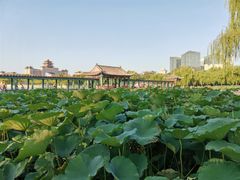 -莲花池公园