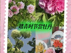 -曹州牡丹园