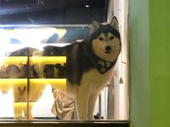 -Husky Go! 哈士奇体验馆·宠物咖啡厅狗咖