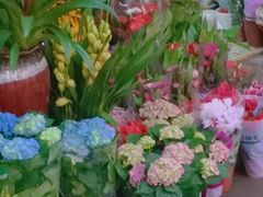 -溪岸路花鸟市场