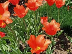 -上海闵行区万科双语学校