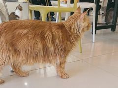 -平行世界·猫咖(首经贸店)