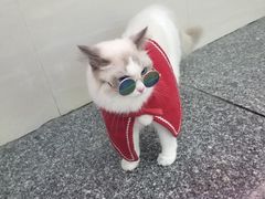 -吉祥馄饨(深圳福华一路店)