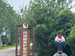 -盐城丹顶鹤湿地生态旅游区