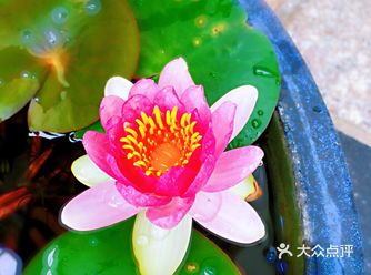 #佛说：心如莲花，人生才会一路芬芳# 这一世所有的相