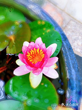 #佛说：心如莲花，人生才会一路芬芳# 这一世所有的相