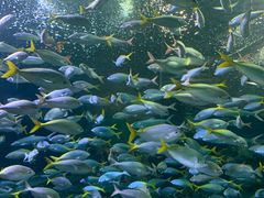 -上海海洋水族馆