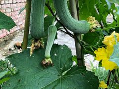 -岣嵝峰国家森林公园