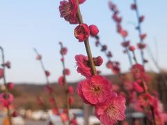 -香雪海