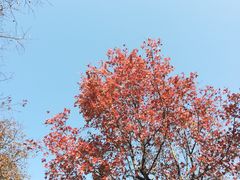 -顺峰山公园