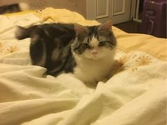 -纳吉亚猫专科动物医院博雅分院