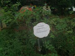 -花之城