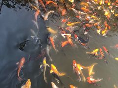 -白洋淀景区
